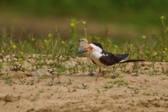 Bird with orange beak on sandy ground, chick in the background, Black-mantled Scissorbill (Rynchops