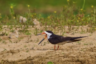 Bird with open beak, chicks in the background and dense vegetation, black-mantled scissorbill