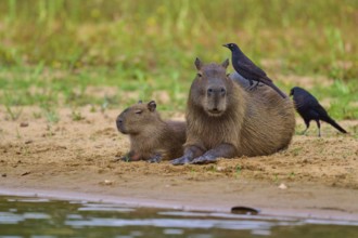 Two capybaras on the bank with a bird on their backs, relaxed atmosphere, capybara, capybara