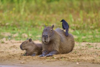 Two capybaras with a bird on one back on the riverbank in a quiet environment, Capybara, capybara