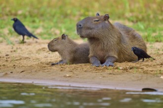 Two capybaras and birds on the riverbank in a relaxed natural environment, capybara, capybara