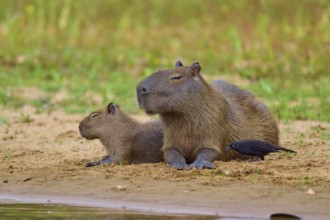 Two Capybaras with a bird at their side on the riverbank, Capybara, capybara (Hydrochoerus