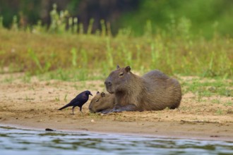 Capybara family on the bank with a bird, surrounded by green flora, Capybara, capybara