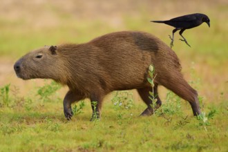 A capybara and bird at the water's edge in peaceful nature, Capybara, capybara (Hydrochoerus