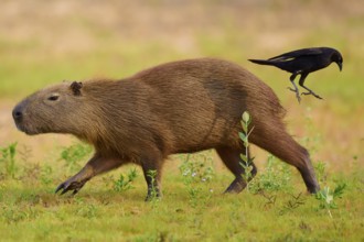 A capybara with a bird on a sandy bank in a natural setting, Capybara, capybara (Hydrochoerus