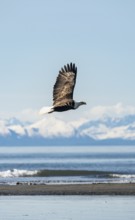 Bald eagle (Haliaeetus leucocephalus) in flight, Anchor Point at Cook Inlet, white mountain peaks