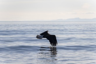 Bald eagle (Haliaeetus leucocephalus) in flight over the sea, Anchor Point at Cook Inlet, Anchor