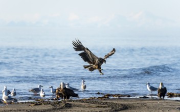 Bald eagle (Haliaeetus leucocephalus) landing on the beach next to gulls and eagles, Anchor Point