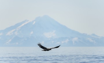 Bald eagle (Haliaeetus leucocephalus) in flight, Anchor Point at Cook Inlet, snow-covered mountain