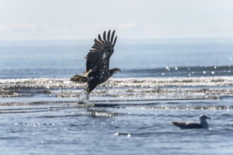 Bald eagle (Haliaeetus leucocephalus) taking off over the sea, Anchor Point at Cook Inlet, Anchor