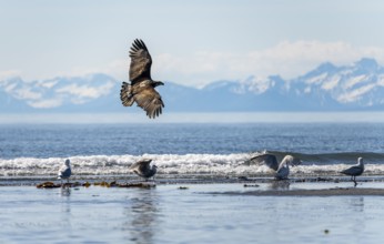Bald eagle (Haliaeetus leucocephalus) in flight, Anchor Point at Cook Inlet, white mountain peaks