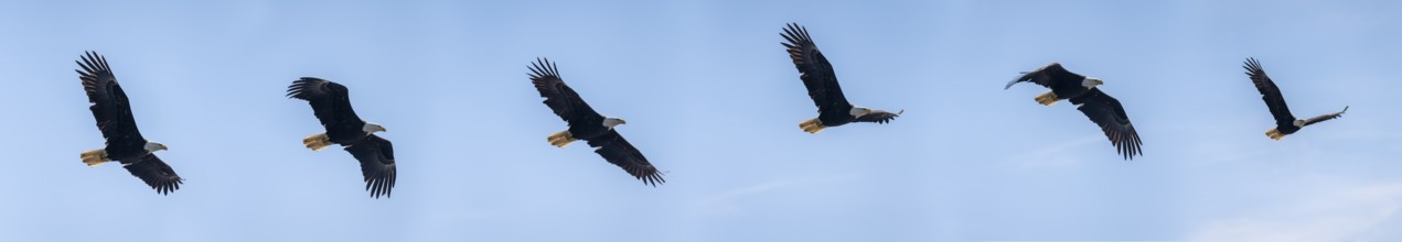 Bald eagle (Haliaeetus leucocephalus) in flight, photomontage with flight phases, Anchor Point at
