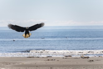 Bald eagle (Haliaeetus leucocephalus) landing on the beach, Anchor Point at Cook Inlet, Anchor