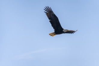 Bald eagle (Haliaeetus leucocephalus) in flight, Anchor Point at Cook Inlet, Anchor River State