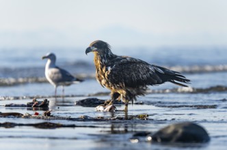 Bald eagle (Haliaeetus leucocephalus) on the beach with prey, Anchor Point, Cook Inlet, Anchor