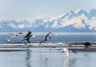 Bald eagle (Haliaeetus leucocephalus) landing on the beach among seagulls, Anchor Point, Cook