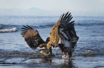 Two bald eagles (Haliaeetus leucocephalus) fighting on the beach in the ocean, Anchor Point, Cook