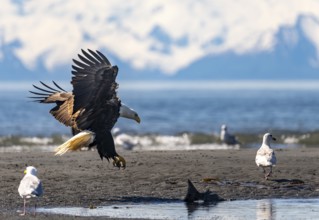 Bald eagle (Haliaeetus leucocephalus) landing on the beach with prey, Anchor Point at Cook Inlet,