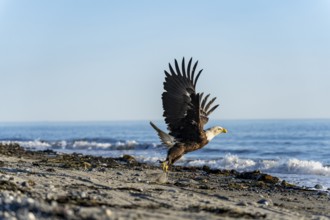 Bald eagle (Haliaeetus leucocephalus) taking off from the beach, Anchor Point, Cook Inlet, Anchor