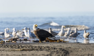 Bald eagle (Haliaeetus leucocephalus) sitting on the beach among gulls, Anchor Point, Cook Inlet,