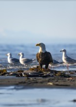 Bald eagle (Haliaeetus leucocephalus) sitting on the beach among gulls, Anchor Point, Cook Inlet,