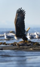 Bald eagle (Haliaeetus leucocephalus) on take-off, Anchor Point, Cook Inlet, Anchor River State