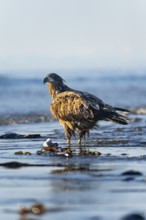 Bald eagle (Haliaeetus leucocephalus) on the beach, Anchor Point, Cook Inlet, Anchor River State