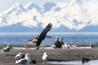 Bald eagle (Haliaeetus leucocephalus) landing on the beach, Anchor Point at Cook Inlet, Anchor