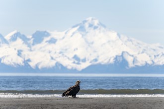 Bald eagle (Haliaeetus leucocephalus) sitting on the beach, Anchor Point at Cook Inlet, behind