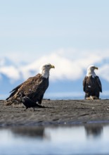 Two bald eagles (Haliaeetus leucocephalus) sitting on the beach, Anchor Point at Cook Inlet, Anchor
