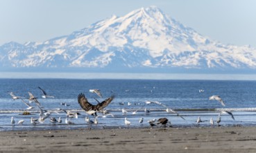 Bald eagle (Haliaeetus leucocephalus) landing on the beach among other seabirds, Anchor Point at