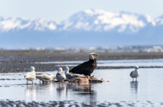 Bald eagle (Haliaeetus leucocephalus) sitting on the beach next to prey, Anchor Point at Cook