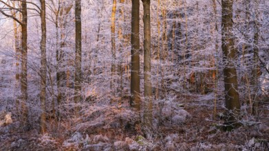 Wintery forest with hoarfrost on Königstuhl mountain, evening light, sunset, Rhein-Neckar district,