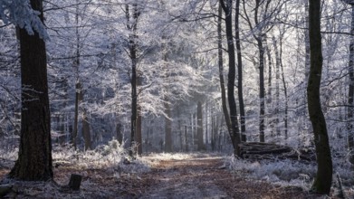 Wintery forest with hoarfrost on Königstuhl mountain, hiking trail, Rhein-Neckar district,