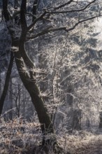Wintery forest with hoarfrost on Königstuhl mountain, tree with backlight, Rhein-Neckar district,