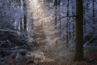 Wintery forest with hoarfrost on Königstuhl mountain, sunbeams, backlight, Rhein-Neckar district,