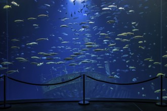 Fish in the huge aquarium in the Ozeaneum, Hanseatic City of Stralsund, Mecklenburg-Western