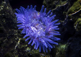 Sea anemones (Actiniaria), Ozeaneum, Hanseatic City of Stralsund, Mecklenburg-Western Pomerania,