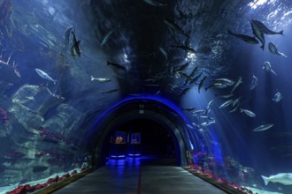 Tunnel aquarium in the Ozeaneum, Heligoland Tunnel, Hanseatic City of Stralsund,