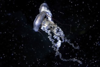 Jellyfish, compass jellyfish (Chrysaora hysoscella), Ozeaneum, Hanseatic City of Stralsund,