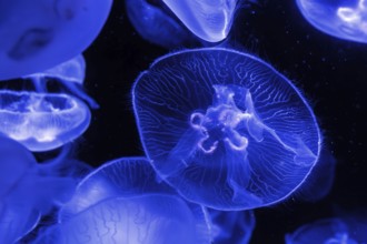 Jellyfish, moon jellyfish (Aurelia aurita) in the Ozeaneum, Hanseatic city of Stralsund,