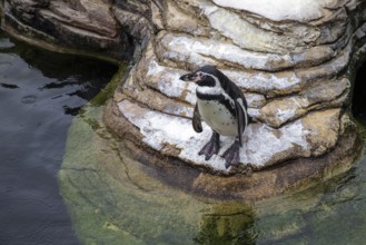 Humboldt penguin (Spenuiscus humboldti), penguin enclosure, Ozeaneum, Natukundemuseum, Stralsund,