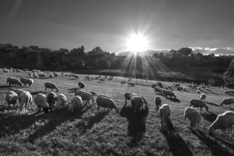 Sheep on a pasture in backlight with sun star, black and white, Beerbach, Middle Franconia,