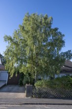 Fifty-year-old birch (Betula) in the front garden of a housing estate, Eckental, Middle Franconia,