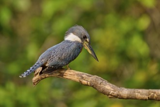 A kingfisher sitting on a branch in a natural environment, Red-breasted Kingfisher (Ceryle