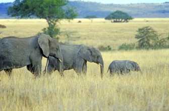 Elephants with young (Loxodonta africana), Serengeti, Tanzania, Africa, June 2000, vintage, retro,