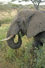 Elephant (Loxodonta africana), Serengeti, Tanzania, Africa, June 2000, vintage, retro, old,