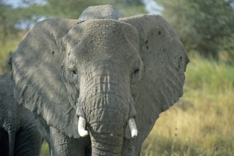 Elephant (Loxodonta africana), Serengeti, Tanzania, Africa, June 2000, vintage, retro, old,