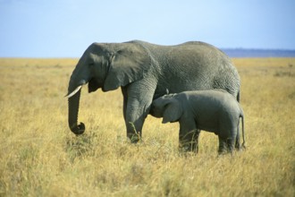 Elephant with young (Loxodonta africana), Serengeti, Tanzania, Africa, June 2000, vintage, retro,