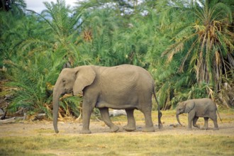 Elephant (Loxodonta africana) with young, Amboseli National Park, Kenya, Africa, June 2000,